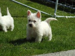 Stunning West Highland Terrier Puppies