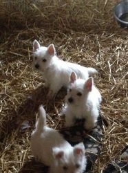 4 West Highland Pups For Sale.