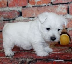 AKC Registered WEST HIGHLAND WHITE TERRIER Puppies