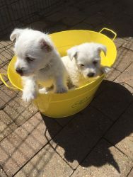 4 cute West Highland Terrier pups for sale