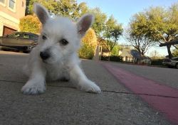 Gorgeous West Highland White Terrier Puppies