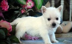 Lovely West Highland White Terrier Puppies