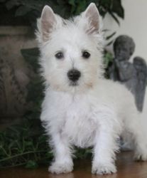 (Pax)West Highland White Terrier Puppies for Sale