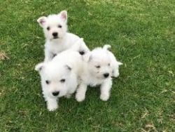 For Sale Pure Westie Puppies