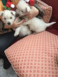 New Year Gift Boy & Girl West Highland Terrier Pup For Sale