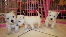 Three Westie Puppies Available Now