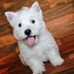 Amazing West Highland White Terrier Puppies