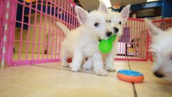 Adorable AKC Registered West Highland White Terrier Puppies.