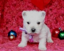 West Highland White Terrier Puppies for Sale!