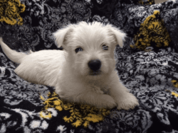 We have gorgeous male and female Westie babies