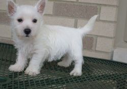 Beautiful West Highland White Terrier Puppies