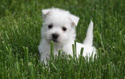 Cute Male And Female West Highland White Terrier Puppies