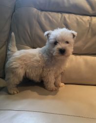 West Highland Terrier Pups,text us at (571) x 882 x 2651