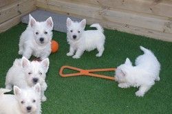 Cute White West Highland Terrier Puppies