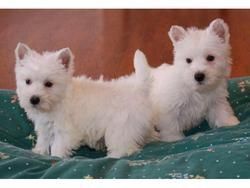 Adorable West Highland White Terrier puppie