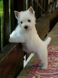 Westie Puppies for adoption