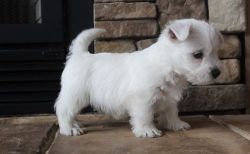 Lovely West Highland White Terrier puppies