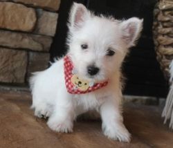 Home trained Westie puppies available.
