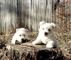 Home raised West Highland White Terrier puppies