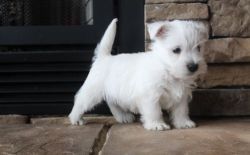 Home Raied West Highland White Terrier puppies
