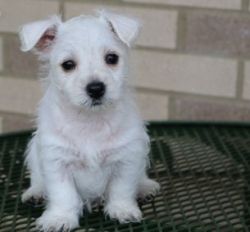 Beautiful Westie Puppies girls and boys