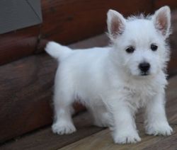 Astonished West Highland White Terrier puppies