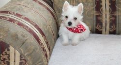 Intelligent and Loyal West Highland White Terrier Puppies