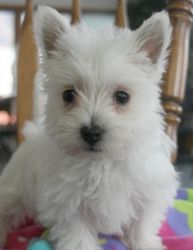 Affectionate West Highland White Terrier Puppies.