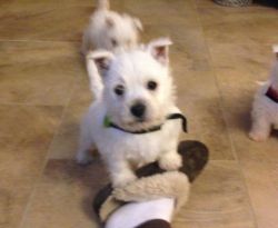 For Sale! Cute West Highland White Terrier puppies