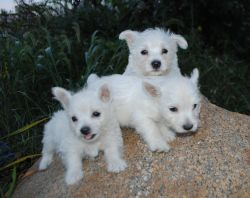 AKC West Highland White Terrier puppies.