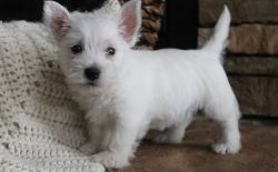 5 beautiful Westie puppies for sale.
