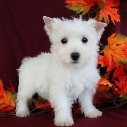 Excellent West Highland White Terrier Puppies