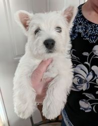 Boys and girls West Highland White Terrier Puppies available