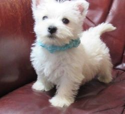 Adorable Westie puppies for sale now