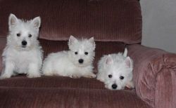 Pure West Highland White Terrier Puppies