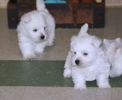 Healthy Westie puppies available