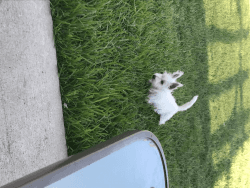 West Highland Terrier (Puppy)