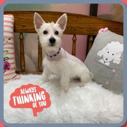 Male west highland white terrier (westy)