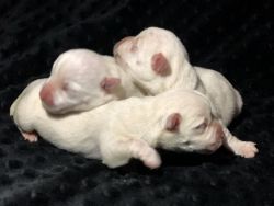 West Highland White Terriers all Males!!