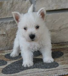 New Litter AKC West Highland White Terrier Puppies
