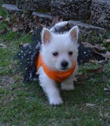 Ready Now!! Tiny Westie puppies for sale