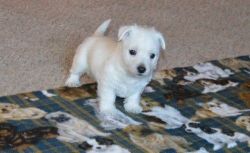 Cute Westie Puppies!
