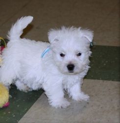 Cute Westie Puppies!