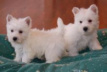 Male and Female West Highland White Terrier Puppies