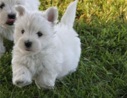 White West Highland Terrier
