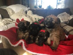 *VERY RARE BREED* Stunningly soft coated wheaten terrier puppies