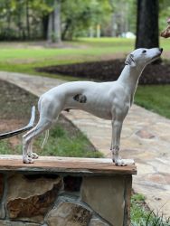 Whippet puppies for sale
