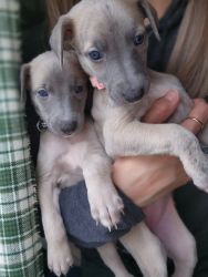 AKC Whippet Puppies