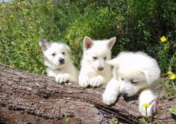 Pure Breed Fci White Swiss Shepherd Dog Puppies