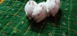 Three cute little Bunnyes